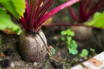 Red beetroot planted in summer garden.