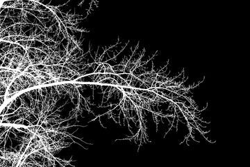 photo, silhouettes of tree branches on a black background 