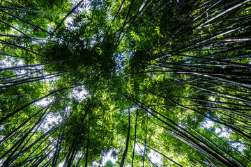 Obraz na płótnie Canvas Dense bamboo forest at the Pipiwai trail