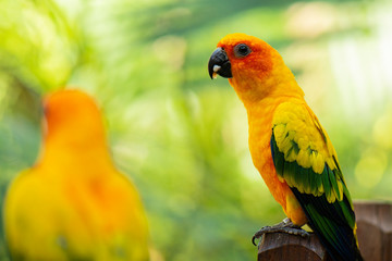 Close up of a Sun Conure parrot