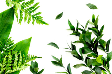 Fototapeta premium Spring background with young green plants and leaves on white background top view