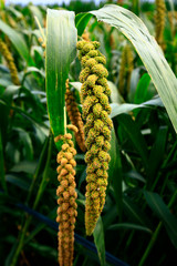 Mature millet in the farmland