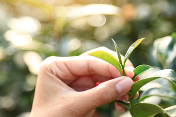 hand picking green tea leaf  in farm 