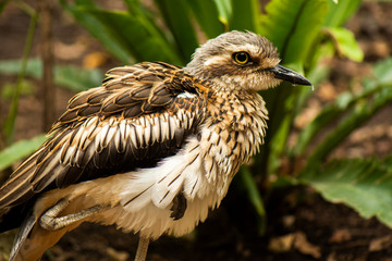 Close up of a Bush Stone-Curlew