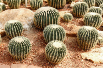 cactus farm in dome  