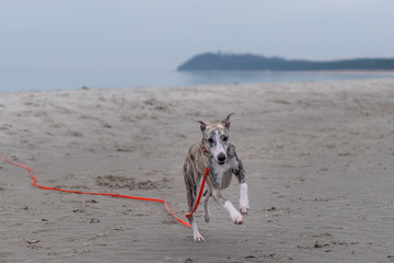 Jagttrieb / entlaufener Windhund rennt mit Schleppleine davon