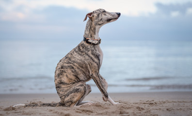 Portrait Aufnahme eines sitzenden Whippet Hundes am Strand mit geschlosssenen Augen