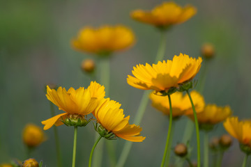 Lovely summer background with yellow coreopsis flowers. Yellow flowers on a blurred yellow-green background.
