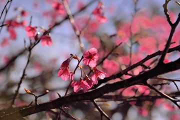 Blooming Taiwan Cherry Blossoms (Prunus campanulata Maxim) in Shei-Pa National Park, Taiwan