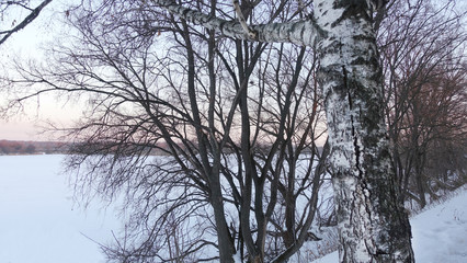 Trees at the river in winter