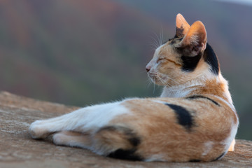 Yellow-spotted Siamese Bobtail cat 