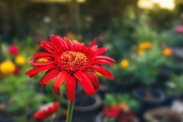 Daisy in the garden