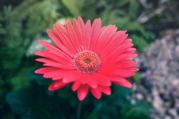 Gerbera in the garden