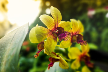 Fototapeta na wymiar Yellow orchids in the garden