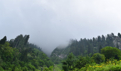 Misty landscape with fir forest. Morning fog in the mountains. Beautiful landscape with mountain view and morning fog.