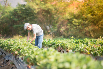 Asian sibling boys harvesting strawberry organic in the farm