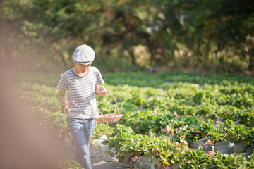 Asian sibling boys harvesting strawberry organic in the farm