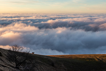 Horse on a mountain over a sea of fog at sunset, with beautiful warm colors and a tree in the foreground