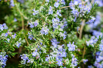 Wild blooming rosemary in spring.