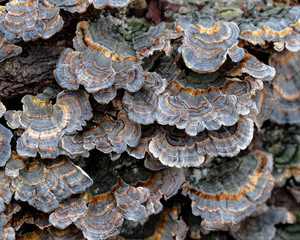 Turkey Tail Fungus