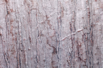 texture of cement concrete wall. mortar wall.