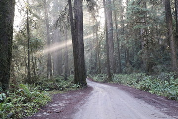 Obraz premium Ray of Sun on Dirt Road in Jedediah Smith Redwood Forest | Howland Hill Rd.
