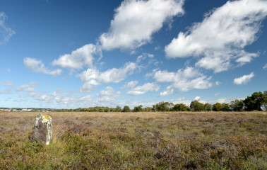 Scenery on Studland Heath near Swanage on Dorset Coast