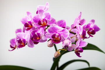 Naklejka na ściany i meble Beautiful pink orchid closeup.