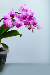Beautiful pink orchid in a pot.
