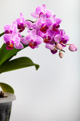 Beautiful pink orchid in a pot.