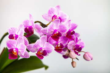 Beautiful pink orchid closeup.