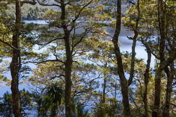 Interwoven leaves and silhouetted tree trunks make a beautiful screen for the cold blue water of a lake.