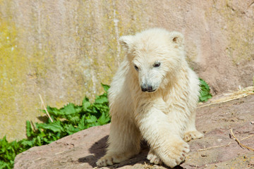 Eisbär (Ursus maritimus)