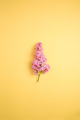 branch of lilac on a yellow background. minimalism