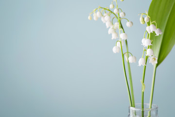 lilies of the valley in a vase on a blue background