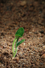 A growing seedling in a soil