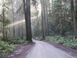 Sun Rays Jedediah Redwood Forest | Howland Hill Road, California