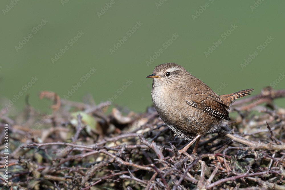 Poster a small wren perched on the top of a hedge. it is a profile portrait looking to the left