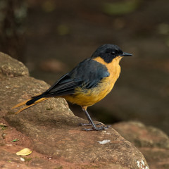 Chorister Robin-Chat