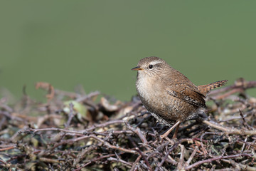 Obraz premium A small wren perched on the top of a hedge. It is a profile portrait looking to the left