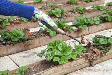 The gardener puts the mulch under the strawberry. A hand gardener in a glove against a background of plants in the garden, organic farming for a vegetarian diet.