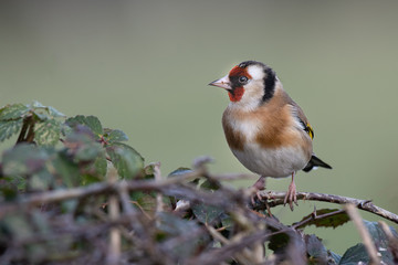 A goldfinch perched on the top of a hedge. It is a profile portrait looking to the left