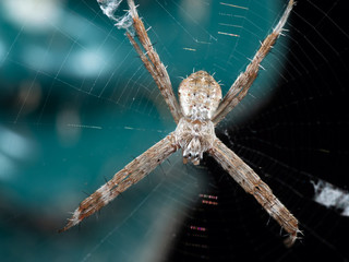 Macro Photo of St Andrew's Cross Spider on Web Isolated on Background