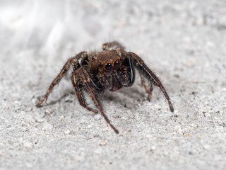 Macro Photo of Jumping Spider on White Floor