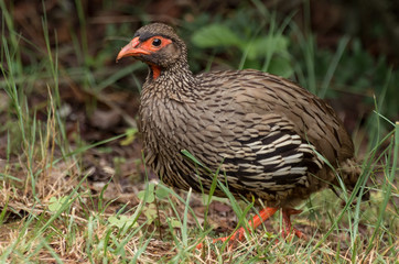 Red-necked Spurfowl