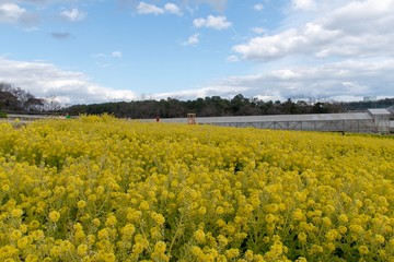 菜の花畑