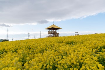 菜の花畑