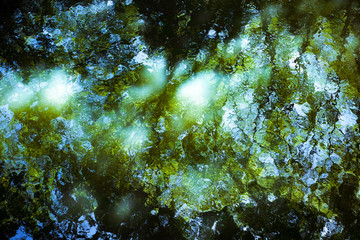 水面に映った森