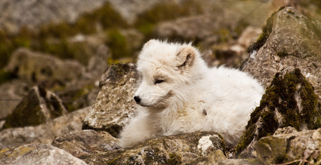 Polarfuchs oder Eisfuchs (Alopex lagopus)