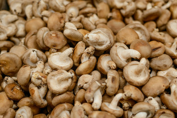 Fresh Shiitake mushrooms